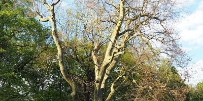 Volkspark Schönholzer Heide
