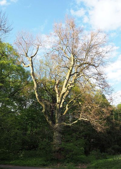 Volkspark Schönholzer Heide