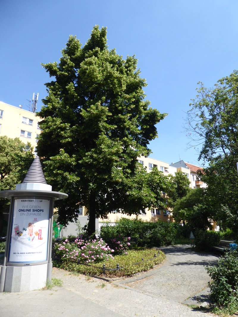 Wilhelmsaue
