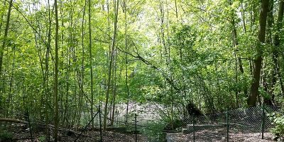 Ziegeleigraben / Albtalweg