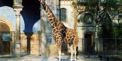 Zoo Berlin