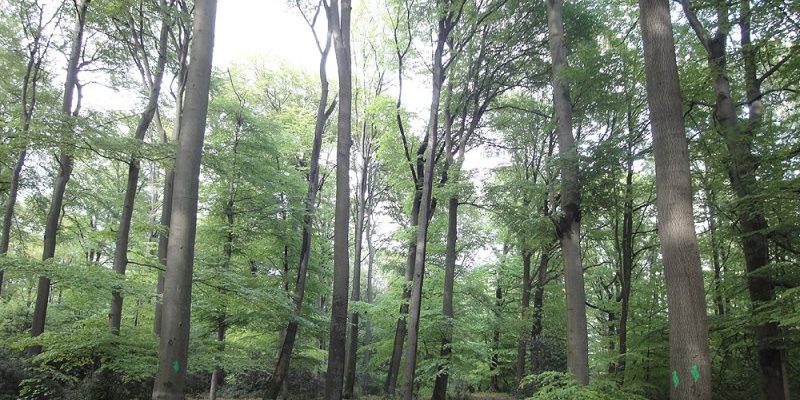 Naturdenkmäler in Bielefeld — Verborgene Schätze