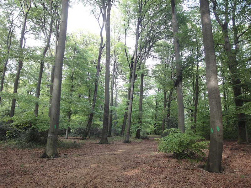 Eichen-Buchenwald Strothbach