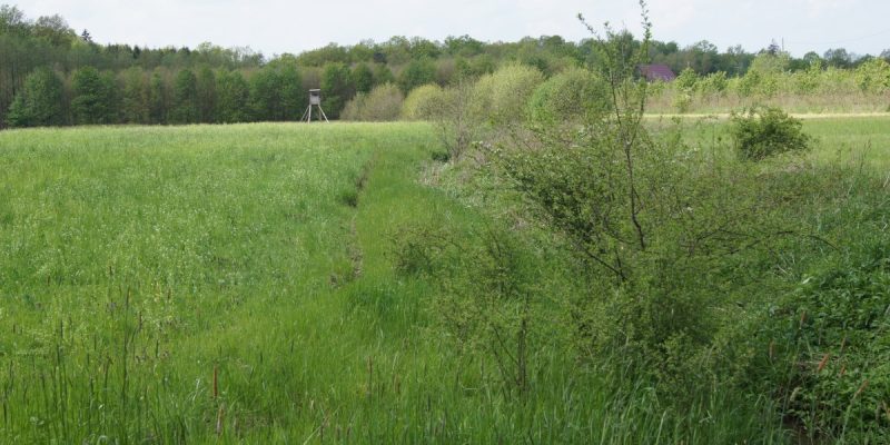 Eichen-Hainbuchenwald am Hövingsfeld