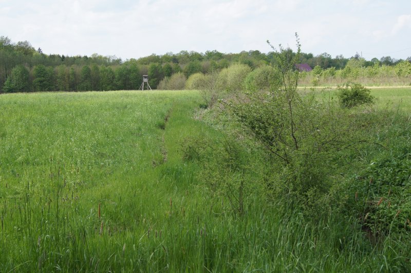 Eichen-Hainbuchenwald am Hövingsfeld
