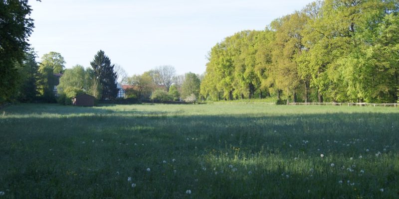 Feuchtgebiet bei Meyer zu Stieghorst