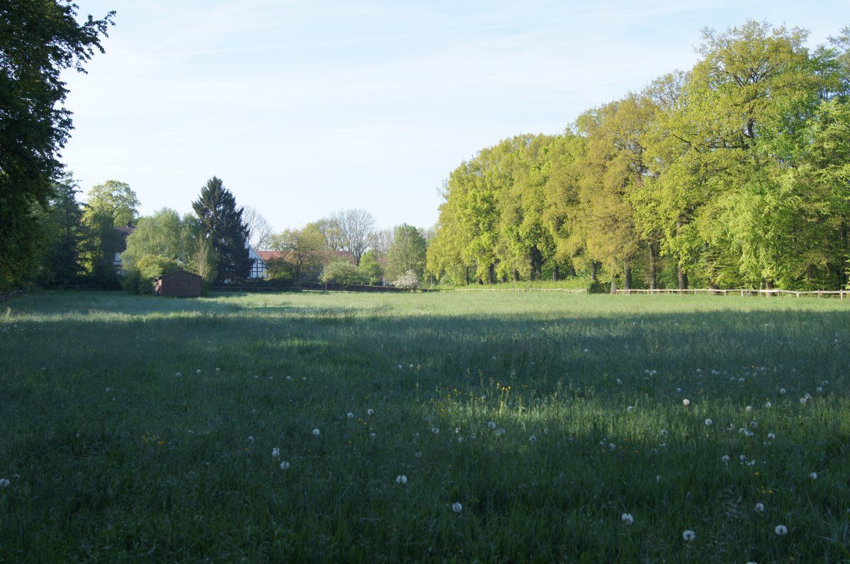 Feuchtgebiet bei Meyer zu Stieghorst