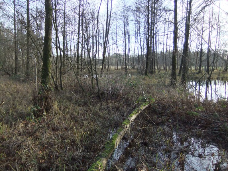 Feuchtwiesen Röhrmann