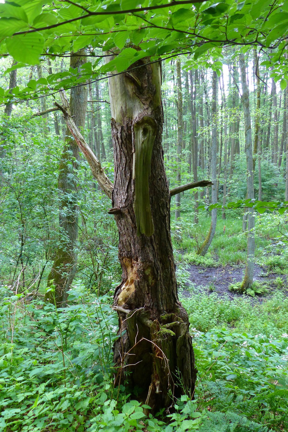 Hasselbachaue