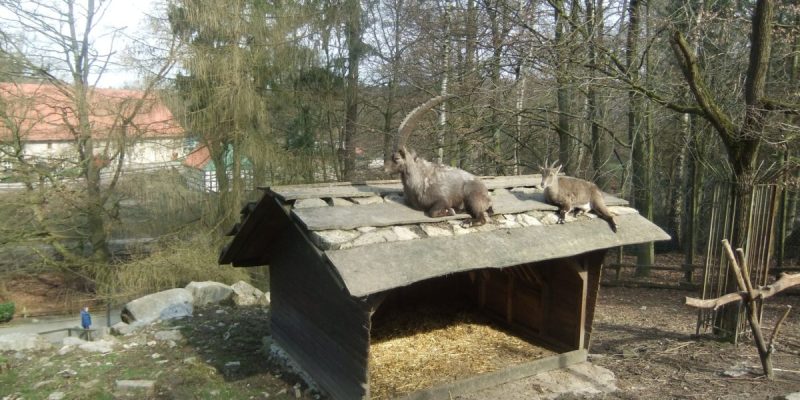Heimat-Tierpark Olderdissen