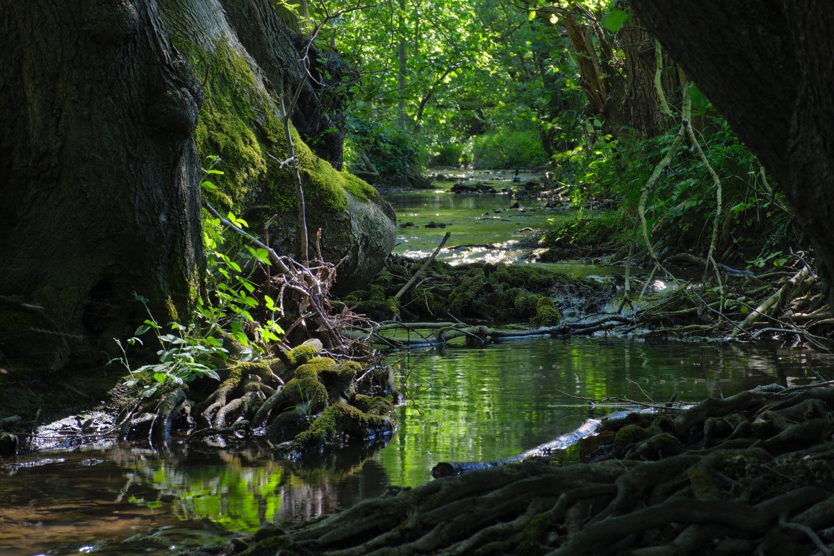 Mittleres Johannisbachtal