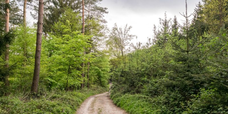 Östlicher Teutoburger Wald (Südost)