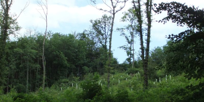 Östlicher Teutoburger Wald (Südwest)