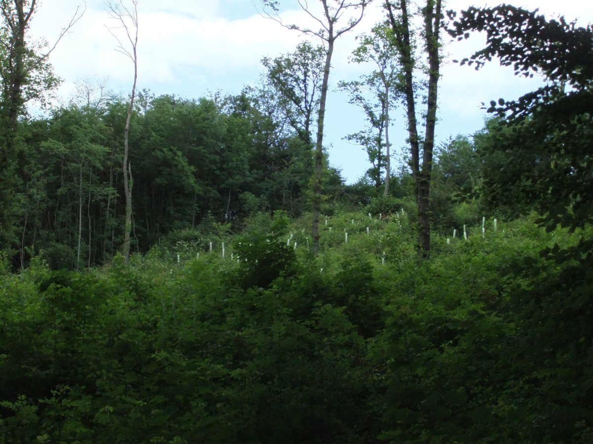 Östlicher Teutoburger Wald (Südwest)