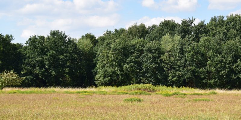 Rieselfelder Windel