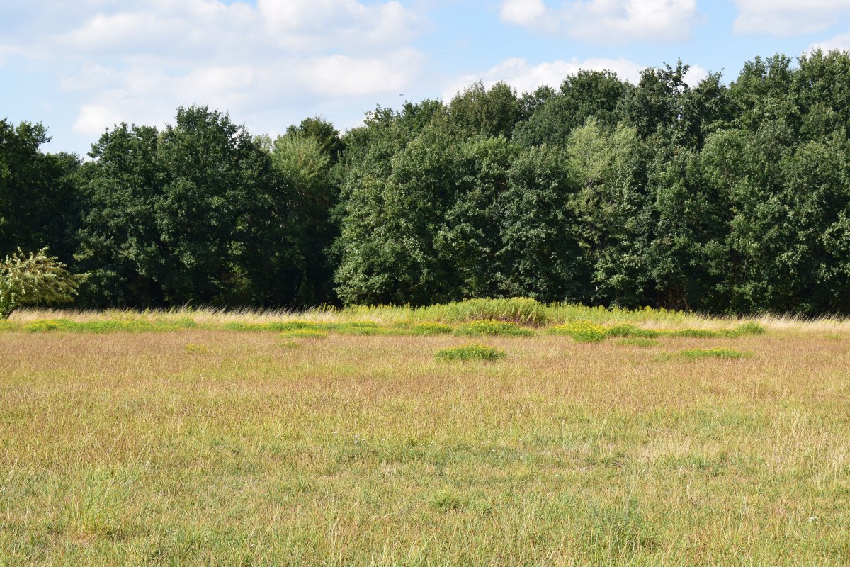 Rieselfelder Windel