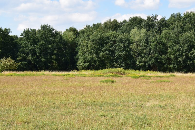 Rieselfelder Windel