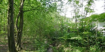 Sprungbach-Mittellauf
