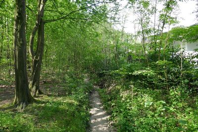 Sprungbach-Mittellauf