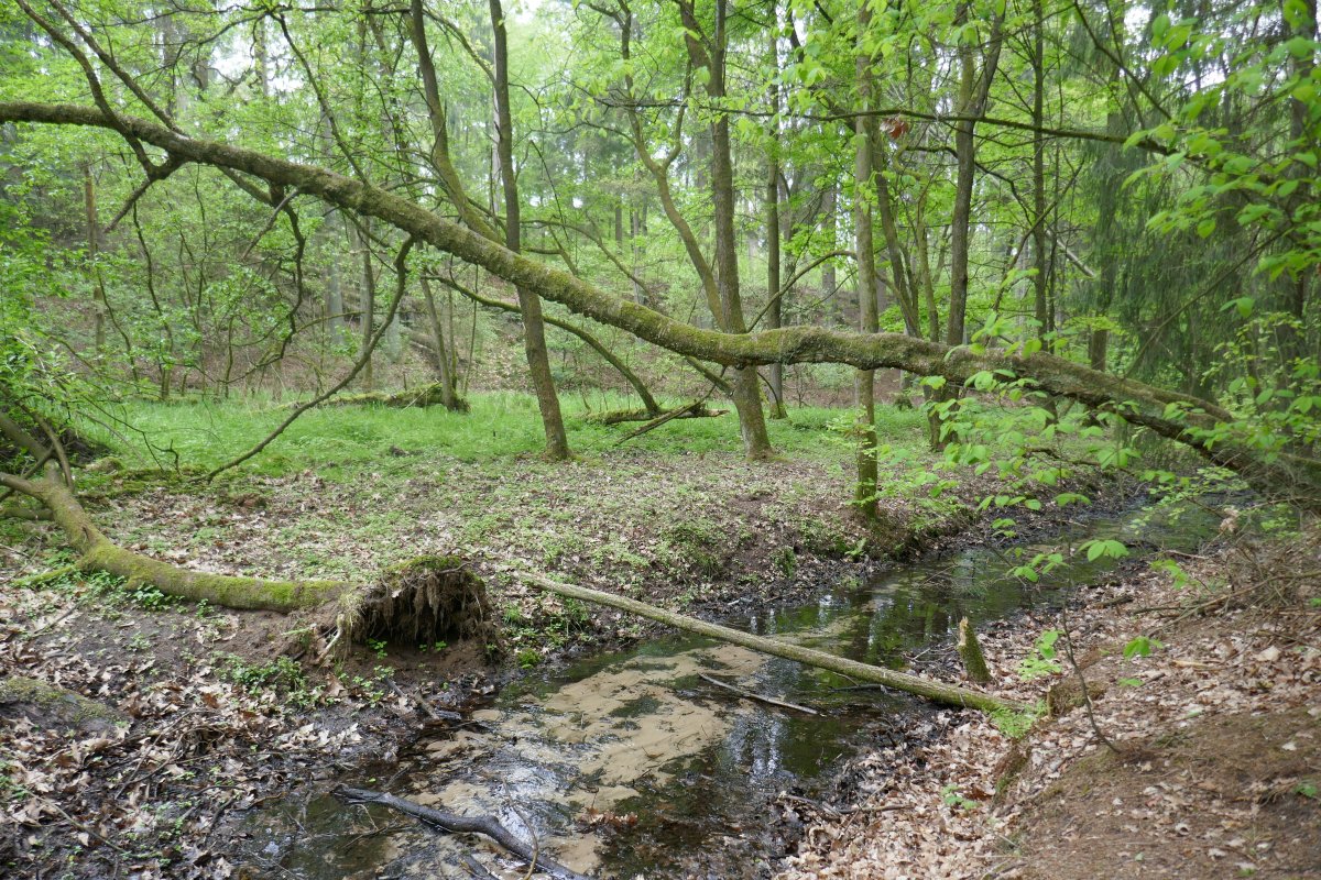 Sprungbach Oberlauf