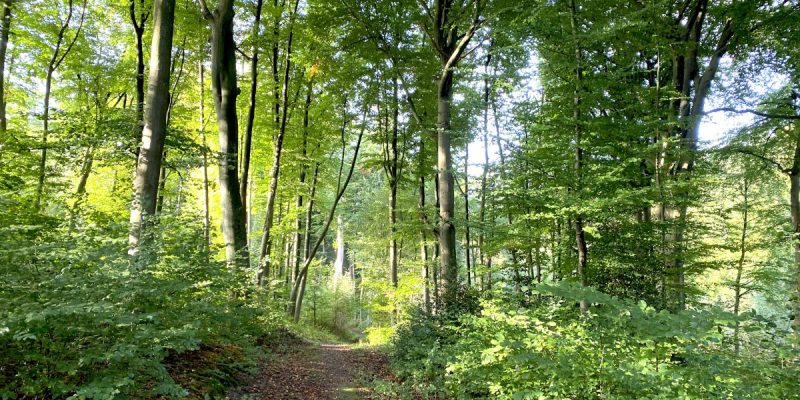 Dr.-C.-Otto-Wald und Hörsterholz