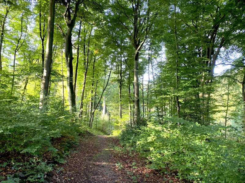 Dr.-C.-Otto-Wald und Hörsterholz
