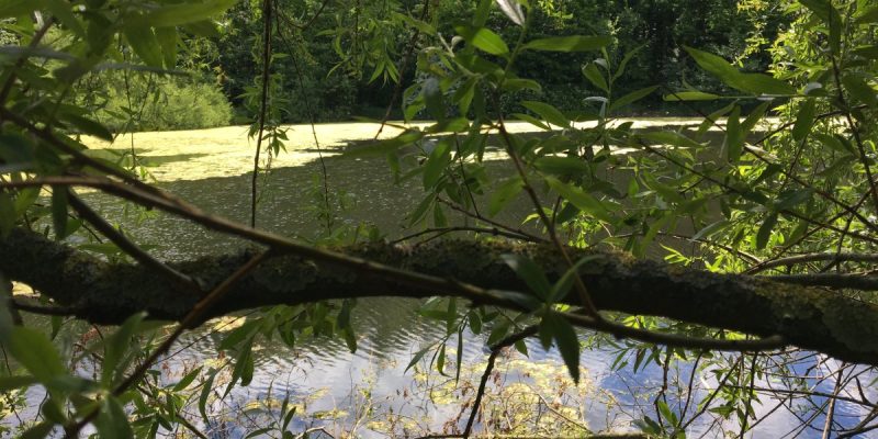 Hofsteder Weiher
