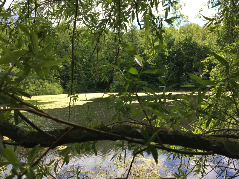 Hofsteder Weiher