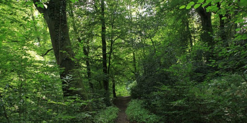 Waldsiepen Hevener Straße / Im Lottental