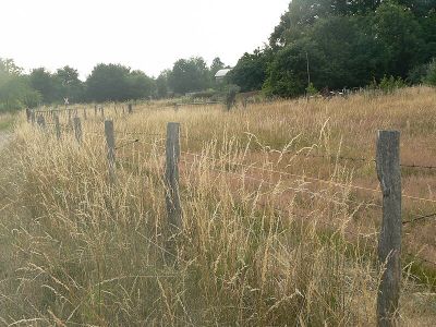 Feuchte Grünlandbrachen und Mähweiden "Kohlkaul"