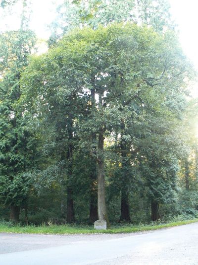 Kaisereiche