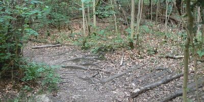Nasswiesen und Bruchwald "Kohlkaul"