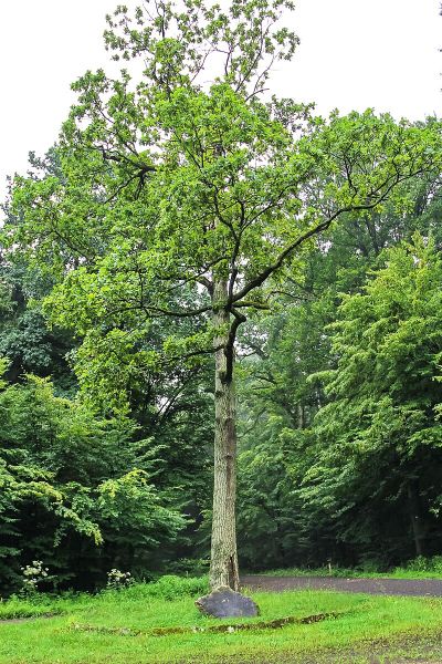 Prinz Eitel-Friedrich Eiche