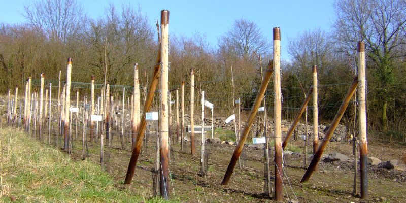 Sportplatz Finkenberg