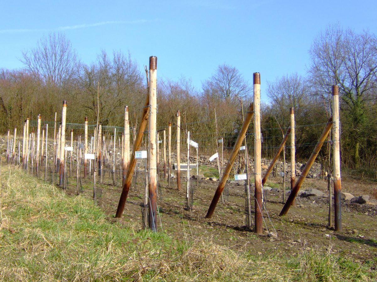 Sportplatz Finkenberg