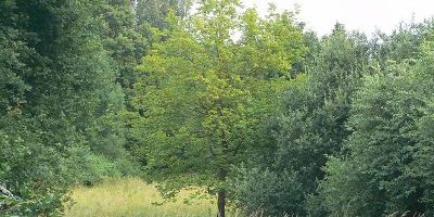 Weiers Wiesen