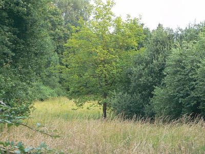 Weiers Wiesen