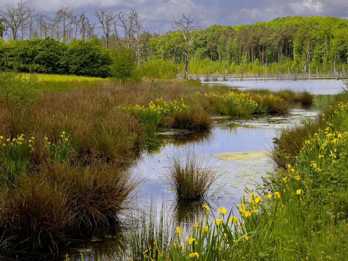 Kirchheller Heide und Hilsfelder Wald