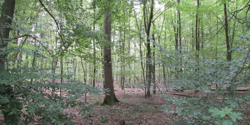 Köllnischer Wald - FFH