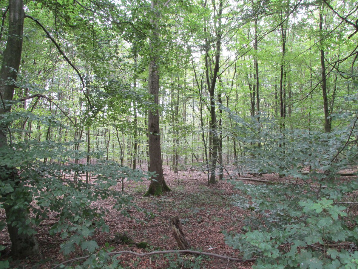 Köllnischer Wald - FFH