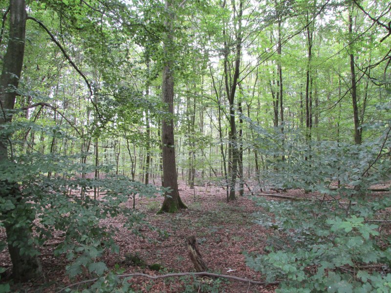 Köllnischer Wald - FFH