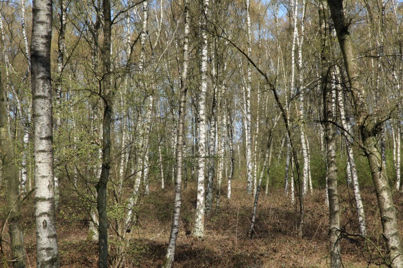 Naturschutzgebiet Halde Rheinbaben