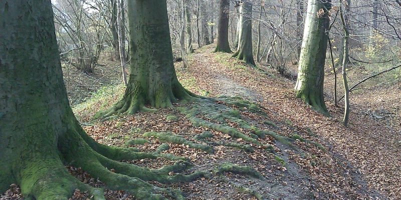 Alte Landwehr