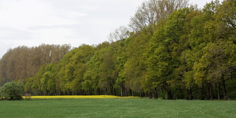 Lammer Holz