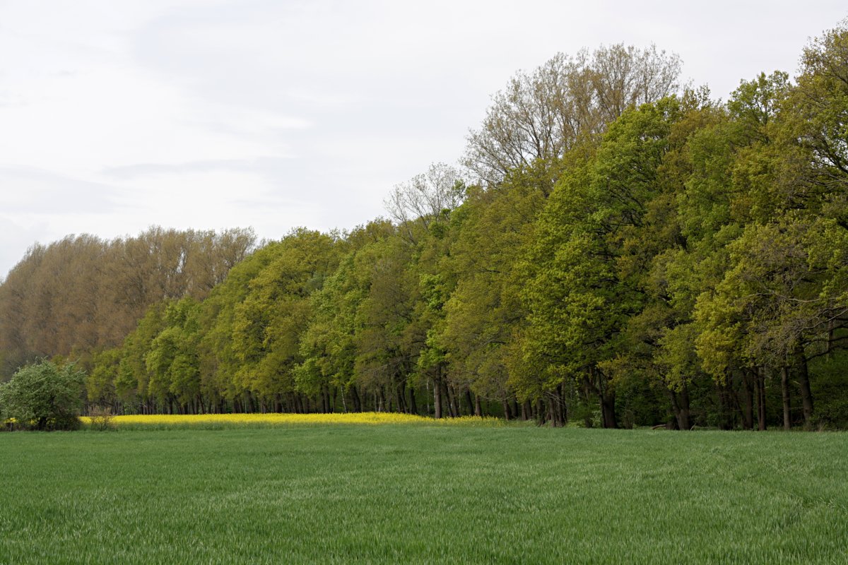 Lammer Holz
