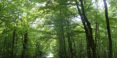 Landschaftsschutzgebiet „Buchhorst“