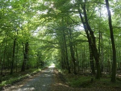 Landschaftsschutzgebiet „Buchhorst“