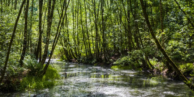 Am Stadtwaldsee (Uni-Wildnis)