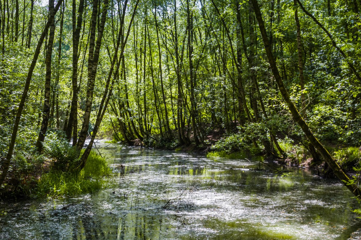 Am Stadtwaldsee (Uni-Wildnis)