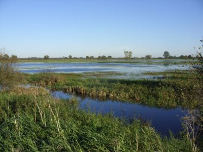 Borgfelder Wümmewiesen